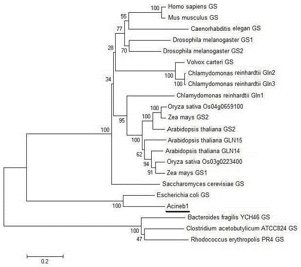 Acinetobacter glutamine synthetase gene, its encoded protein and cloning method