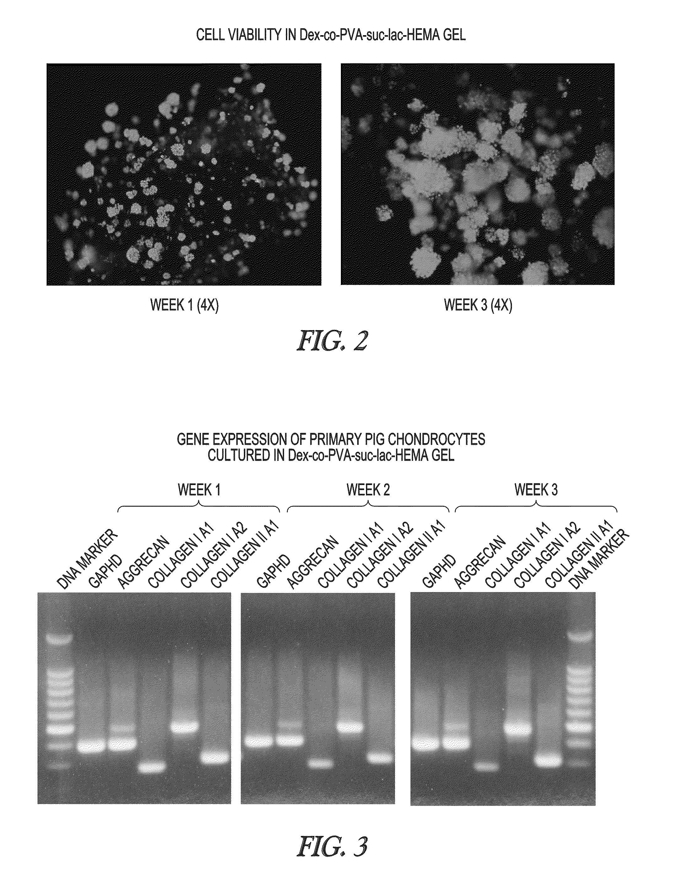 Hydrogel-forming composition comprising natural and synthetic segments