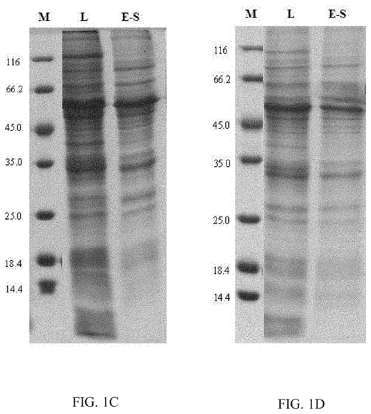 Chimeric Papilloma Virus L1 Protein