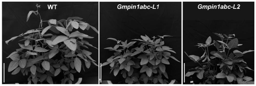 Method for regulating soybean nodulation and close planting through GmPIN1 gene mutation and application of method