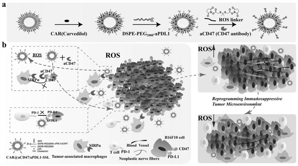 Multifunctional immune liposome, preparation method and application thereof