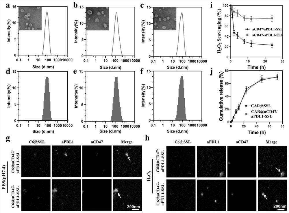 Multifunctional immune liposome, preparation method and application thereof