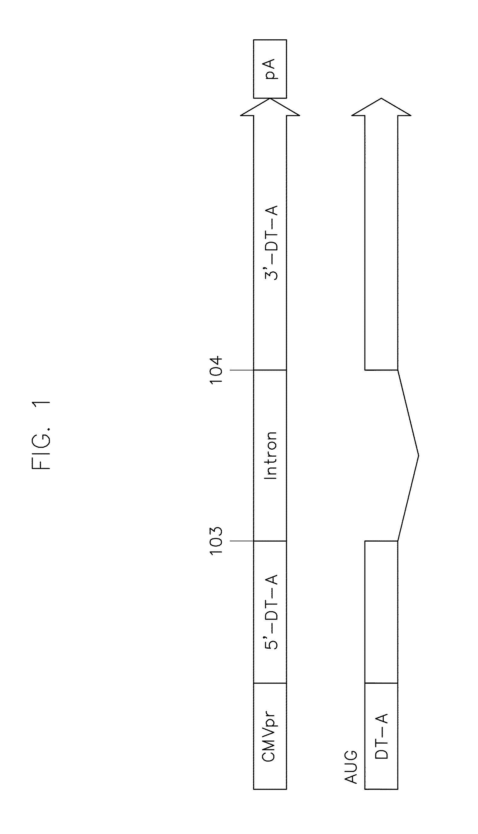 Vectors harboring toxic genes, methods and uses therefor