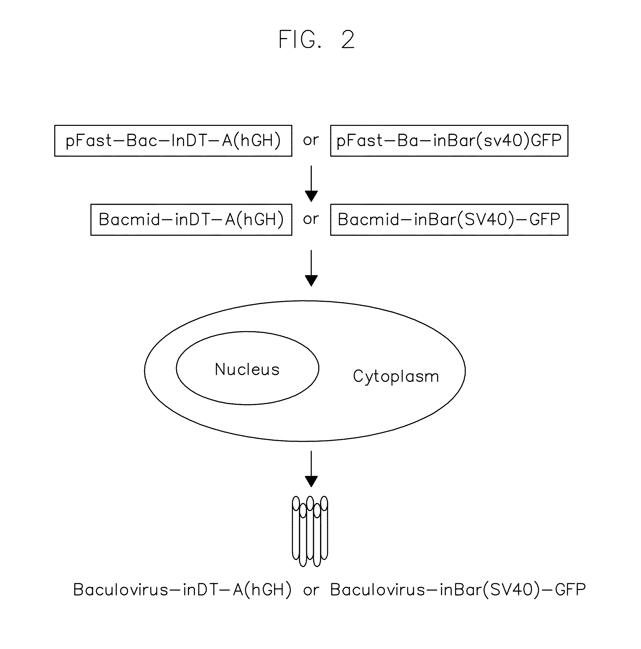 Vectors harboring toxic genes, methods and uses therefor