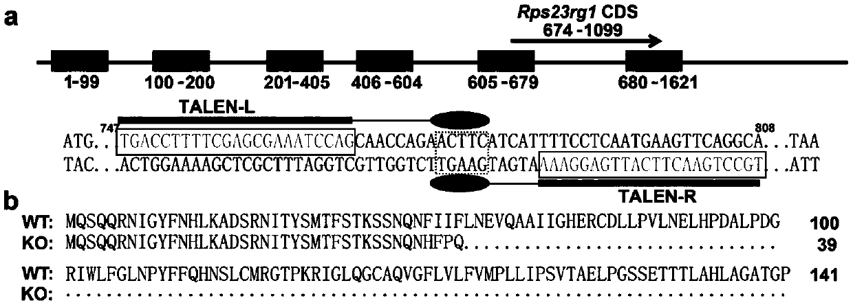 Polypeptide derived from RPS23RG1 and application of polypeptide