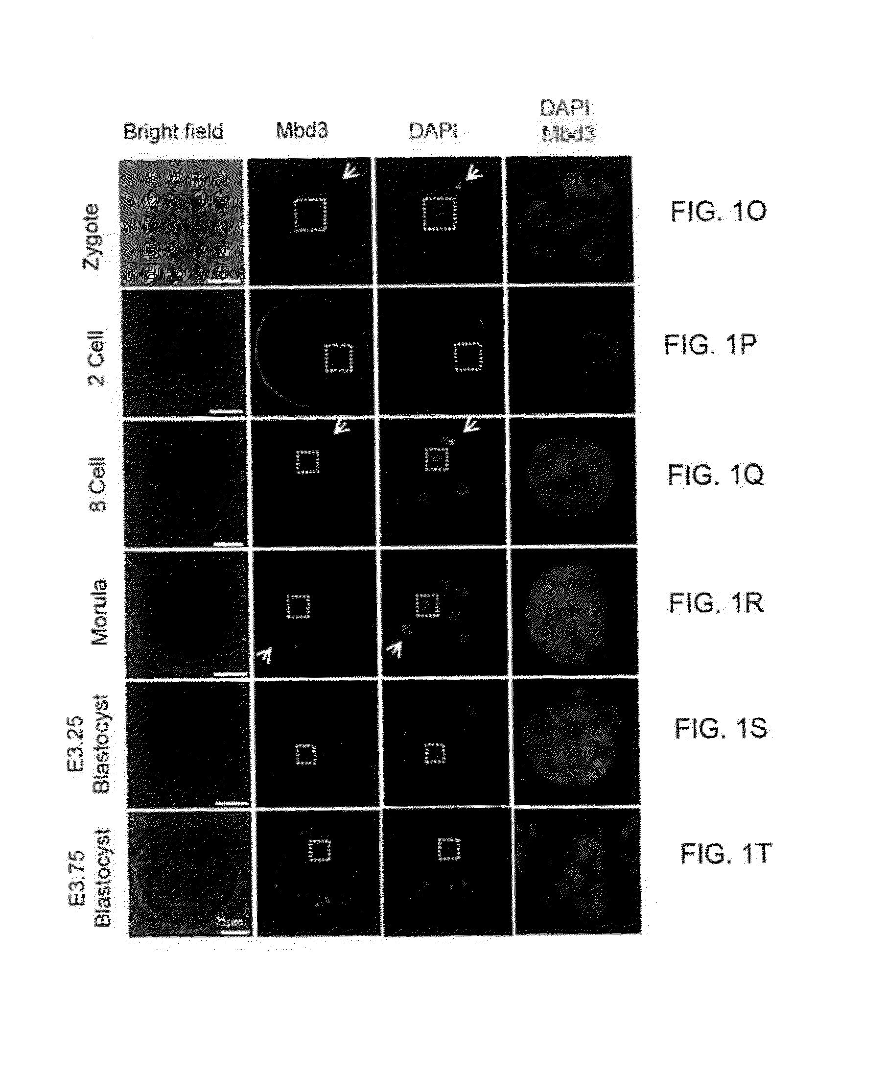 Isolated naive pluripotent stem cells and methods of generating same