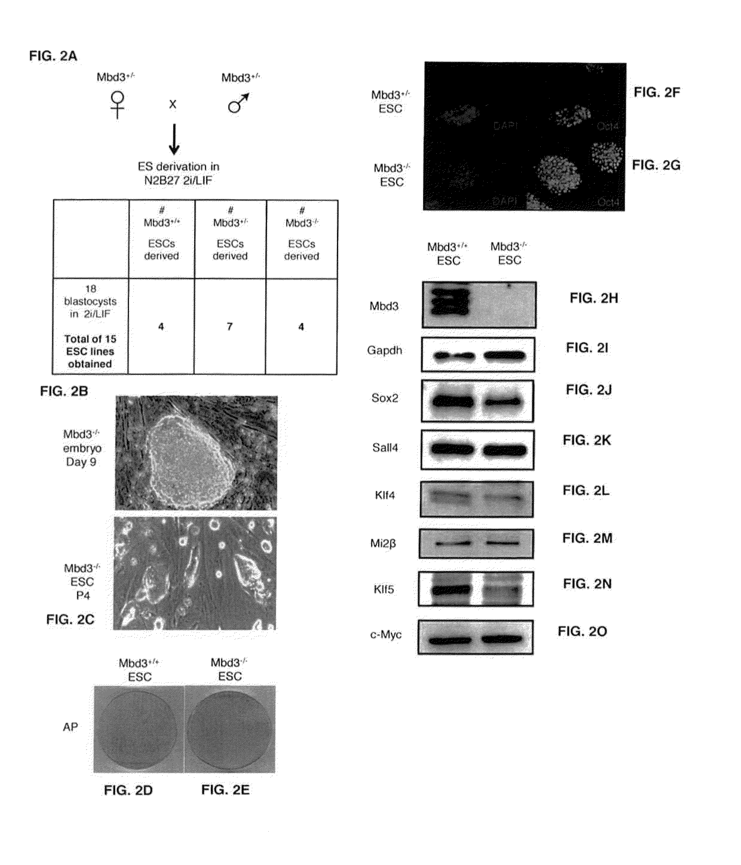 Isolated naive pluripotent stem cells and methods of generating same