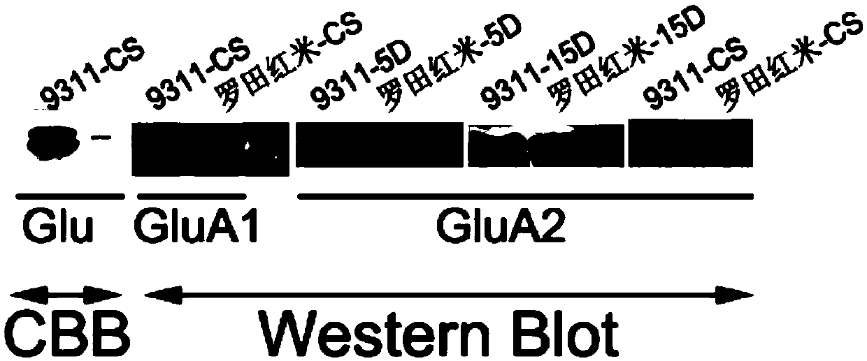 Antigenic epitope of rice grain glutelin GluA2 subunit, antibody thereof and application
