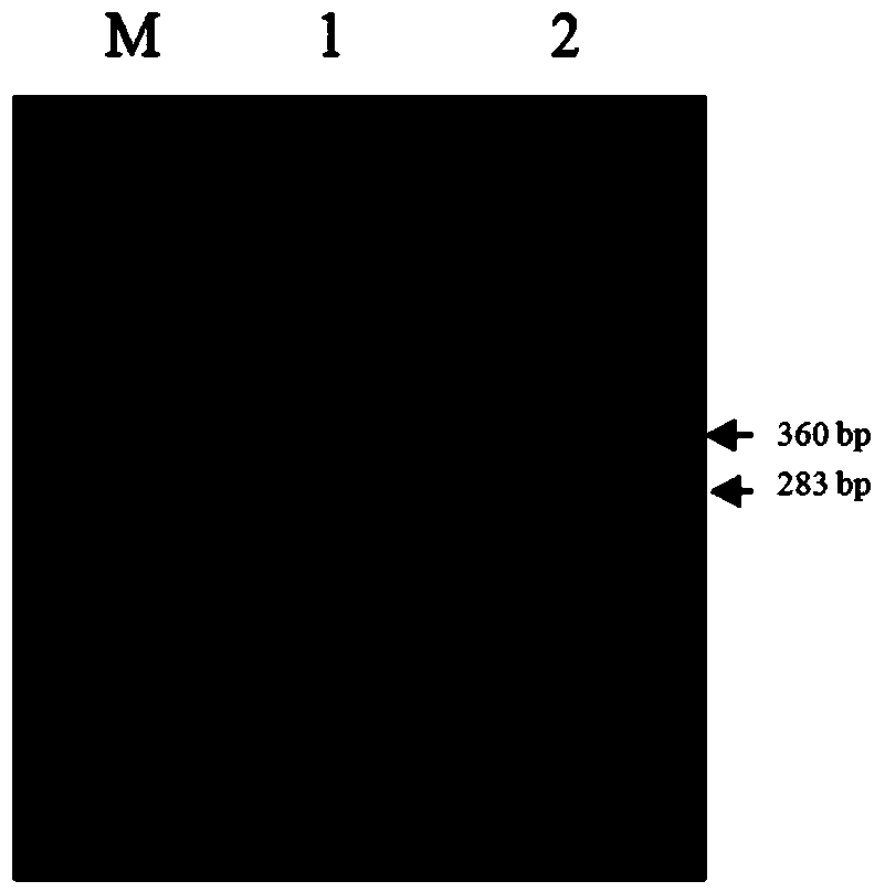 DsRNA of gene of symbiotic bacterium of aphids and application thereof to inhibition of growth of aphids