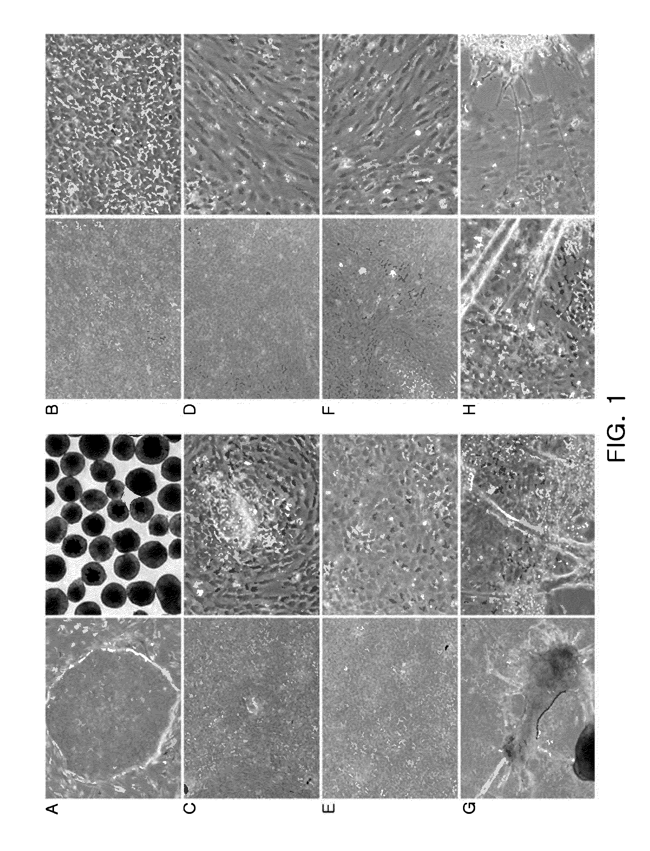 Compositions for inducing differentiation into retinal cells from retinal progenitor cells or inducing proliferation of retinal cells comprising Wnt signaling pathway activators