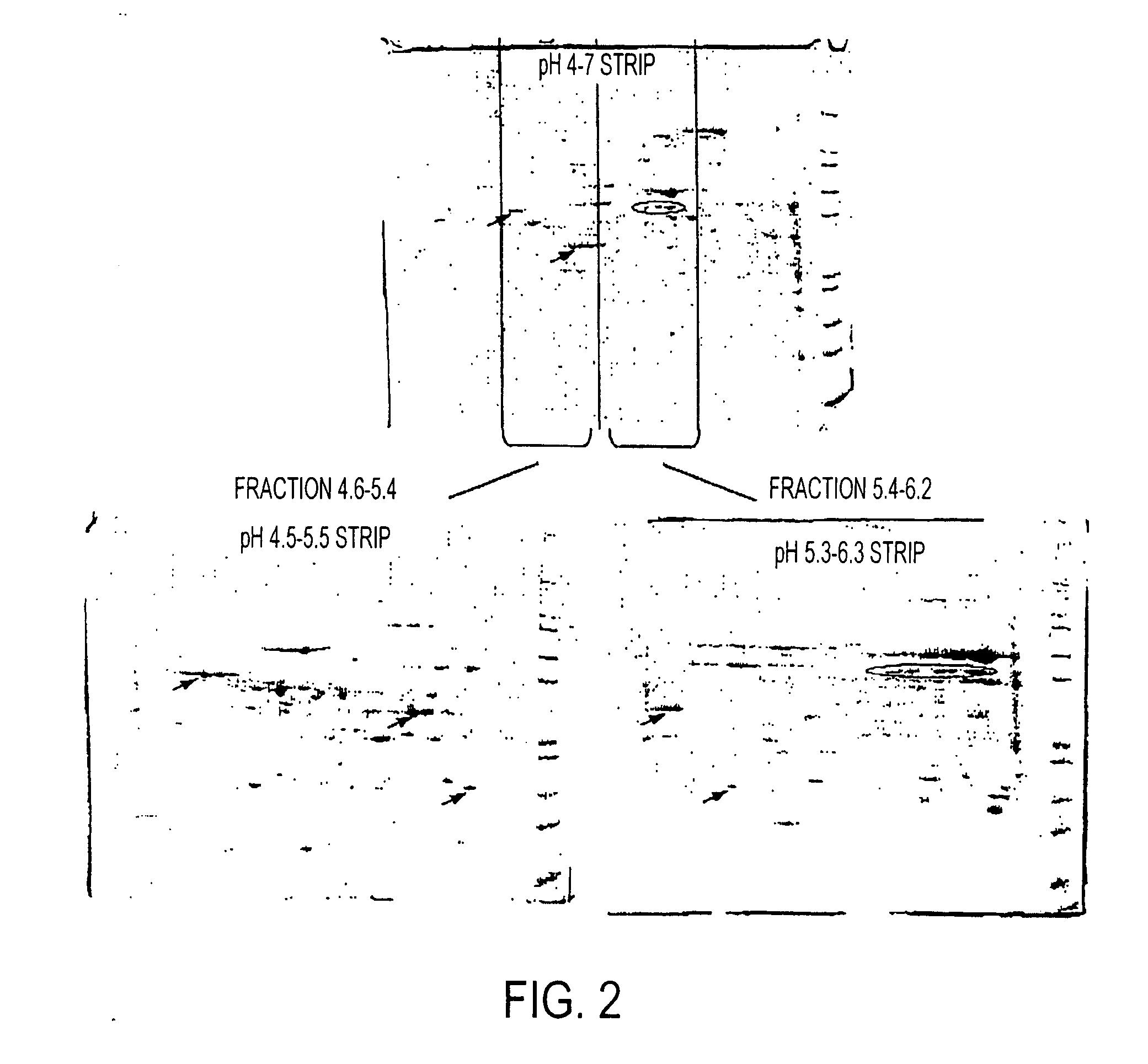 Isoelectric focusing gels and methods of use thereof