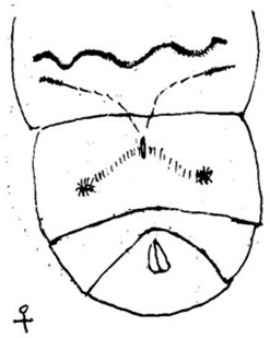 A kind of artificial breeding method of bat moth and its larvae feed formula