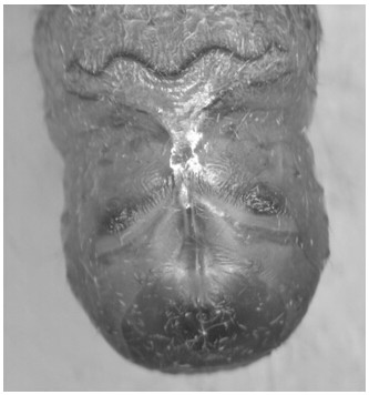 A kind of artificial breeding method of bat moth and its larvae feed formula