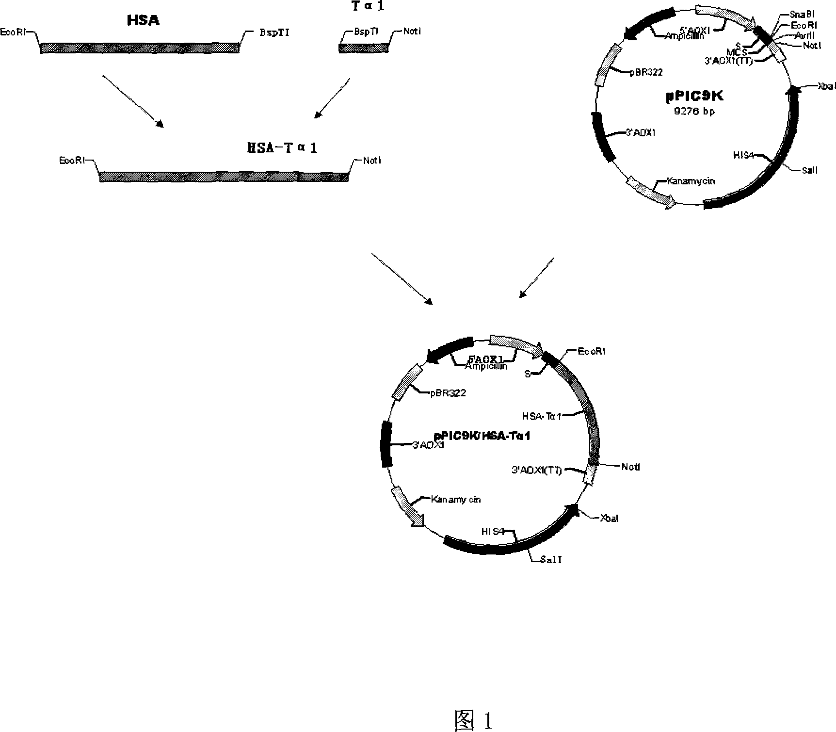 New-type long-acting thymulin and its application
