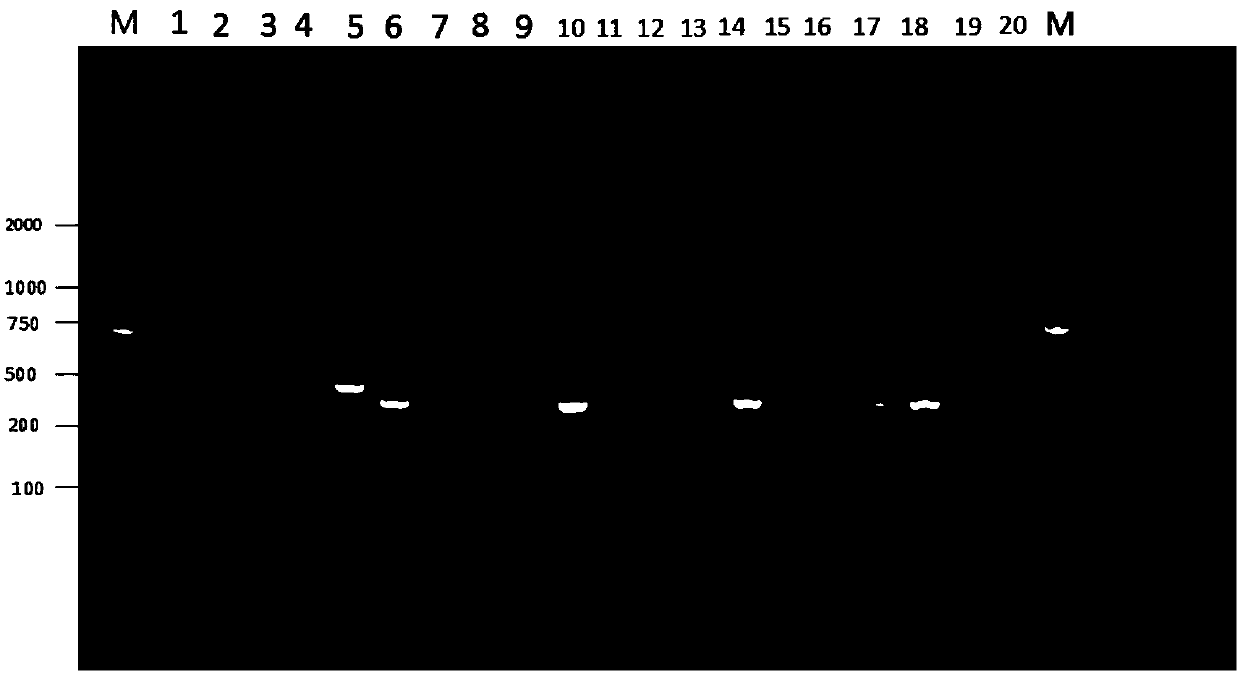 Nano multiplex PCR method for distinguishing four kinds of serotype avian adenovirus I group