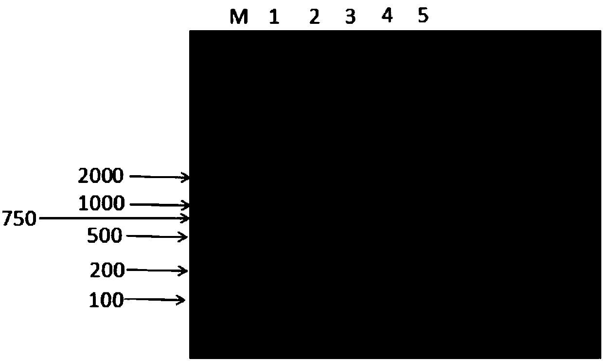 Nano multiplex PCR method for distinguishing four kinds of serotype avian adenovirus I group