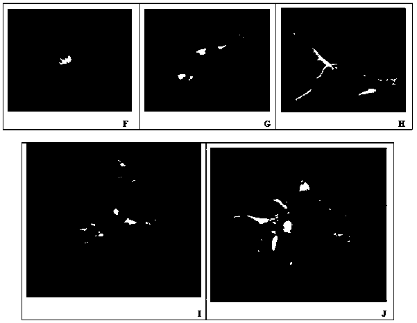 A kind of wild plantain in vitro culture multiplication method