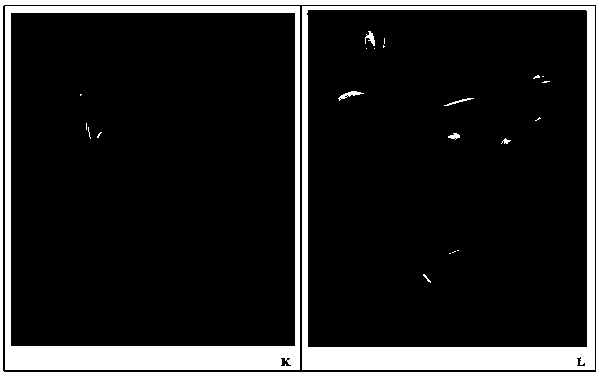 A kind of wild plantain in vitro culture multiplication method