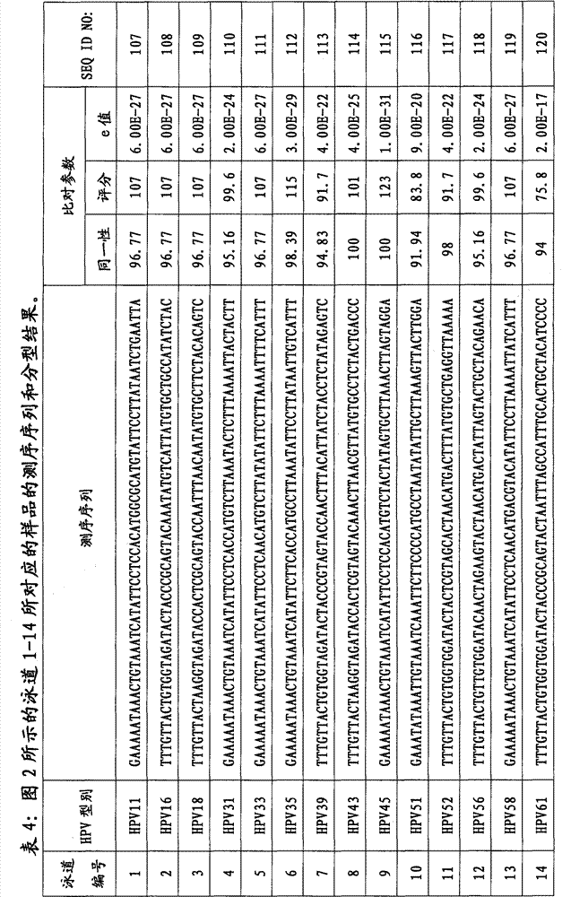 DNA molecular label for high-throughput detection of human papilloma virus