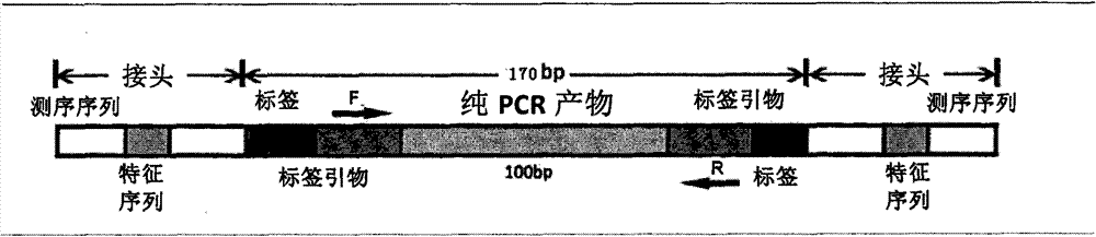 DNA molecular label for high-throughput detection of human papilloma virus