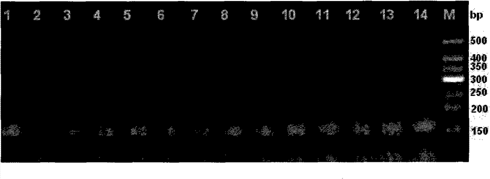 DNA molecular label for high-throughput detection of human papilloma virus