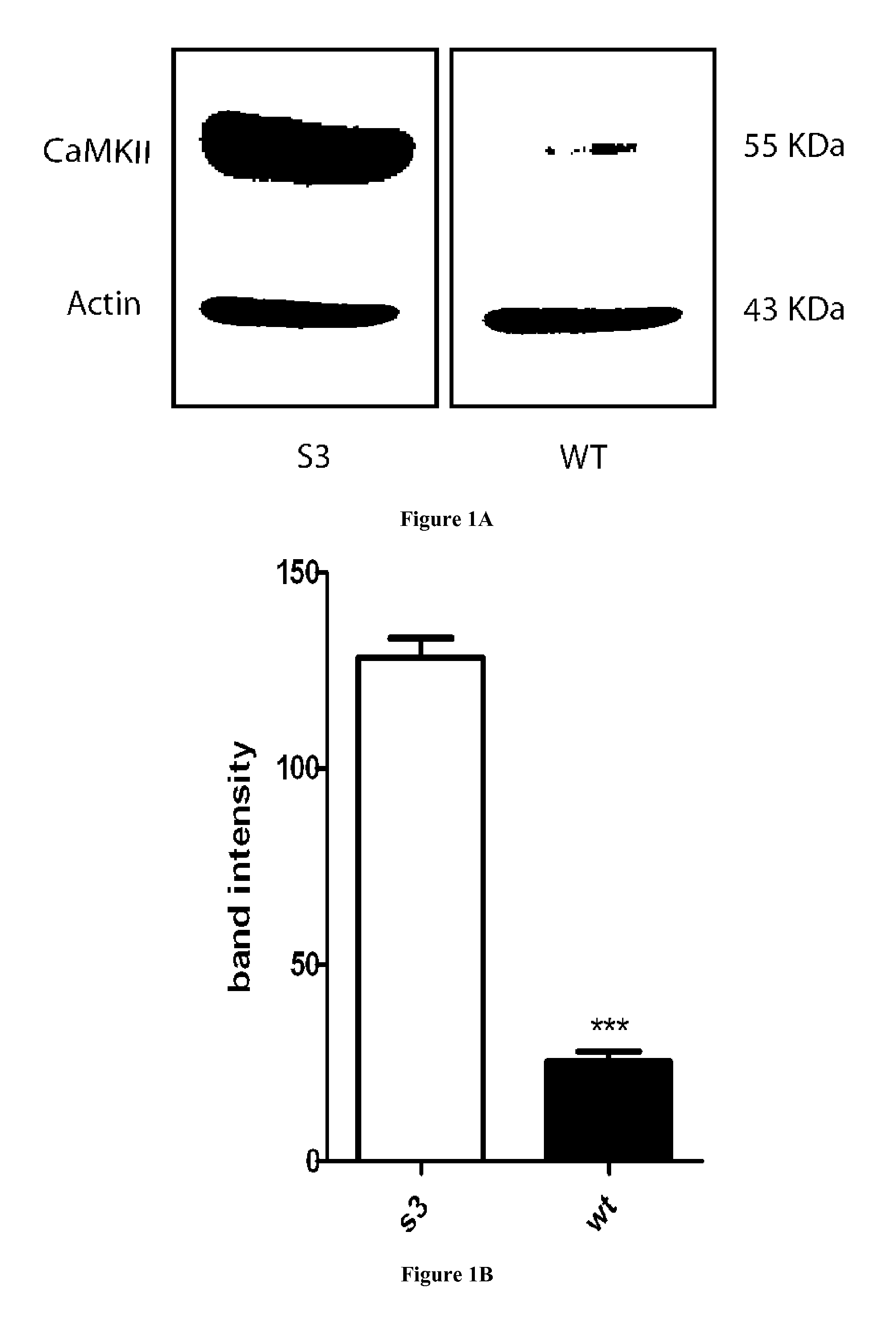 Methods and Pharmaceutical Compositions for the Treatment of X-Linked Charcot-Marie-Tooth