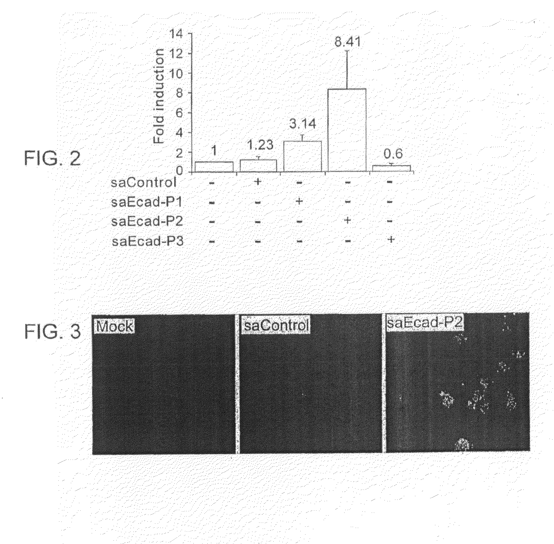 Small Activating RNA Molecules and Methods of Use