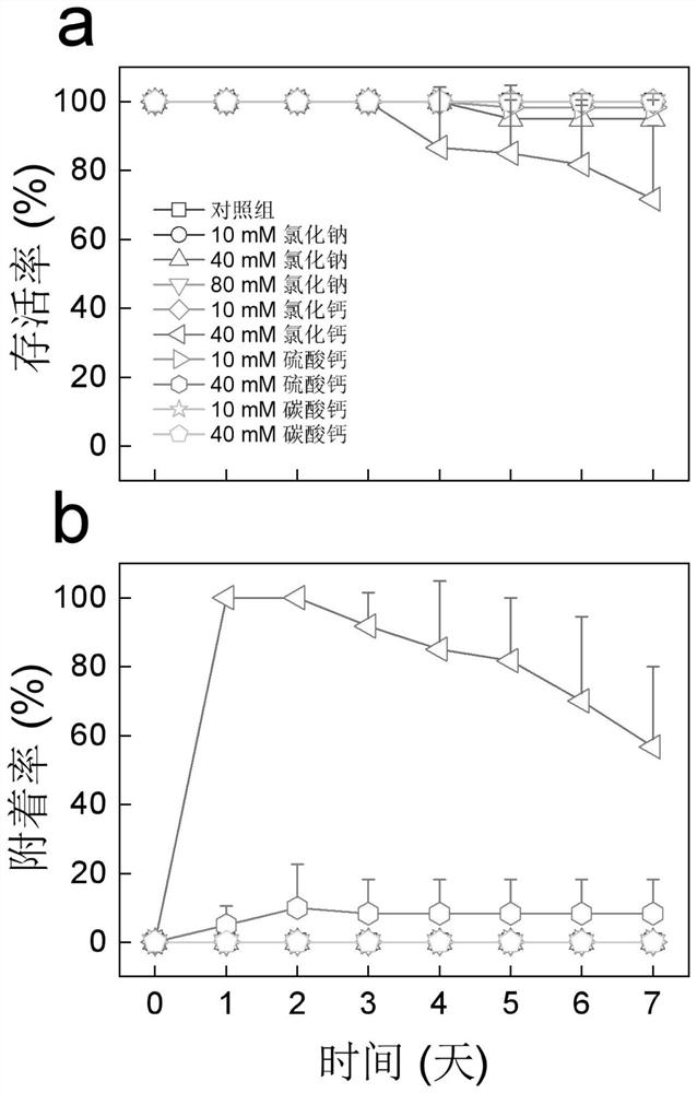 Method for improving adhesion of coral larvae