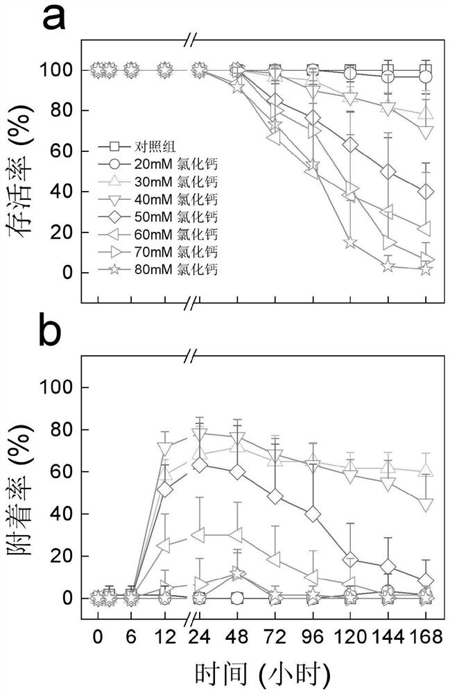 Method for improving adhesion of coral larvae