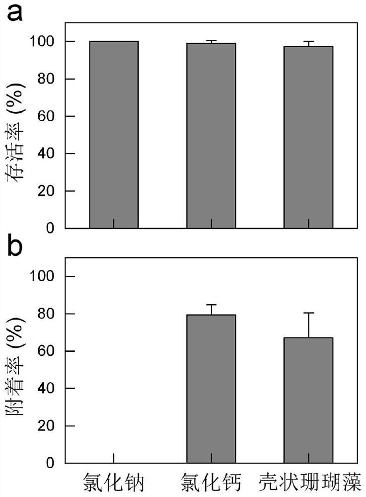 Method for improving adhesion of coral larvae