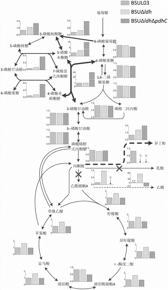 Isobutanol synthetic bacterium genome dimension metabolic network model and molecular modification method