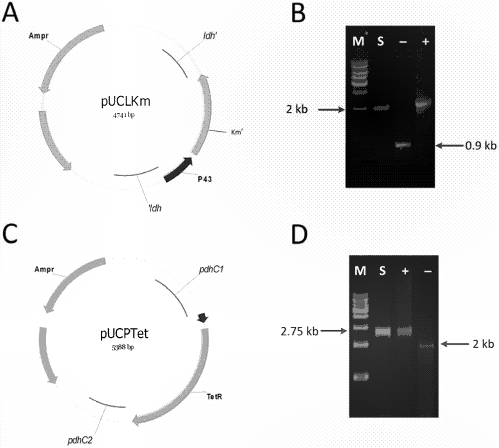 Isobutanol synthetic bacterium genome dimension metabolic network model and molecular modification method