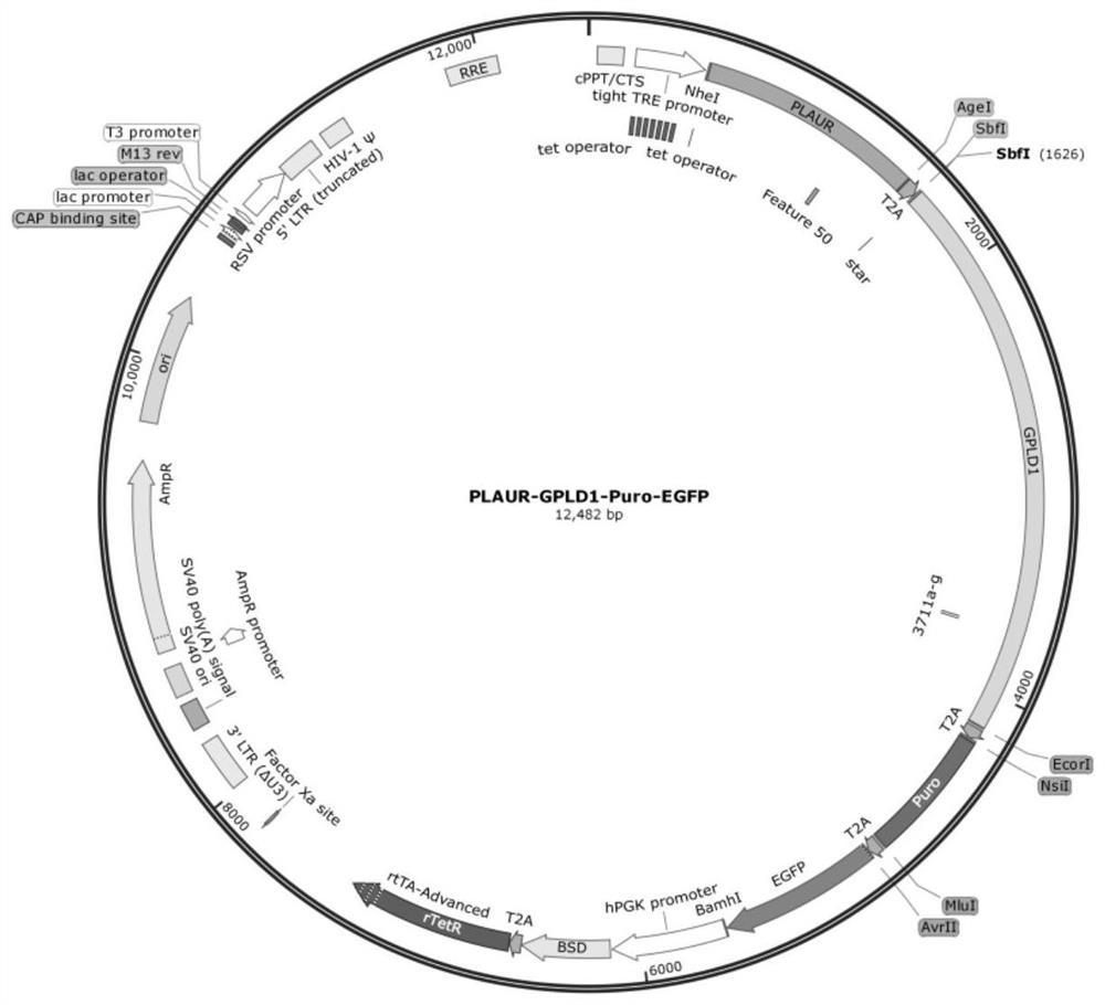 A kind of plasmid vector and its construction method for simultaneously expressing plaur and gpld1 genes