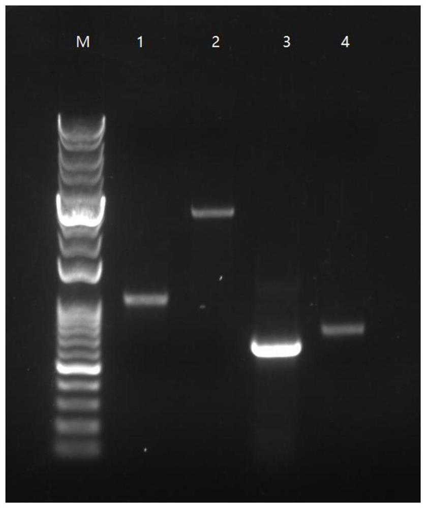 A kind of plasmid vector and its construction method for simultaneously expressing plaur and gpld1 genes