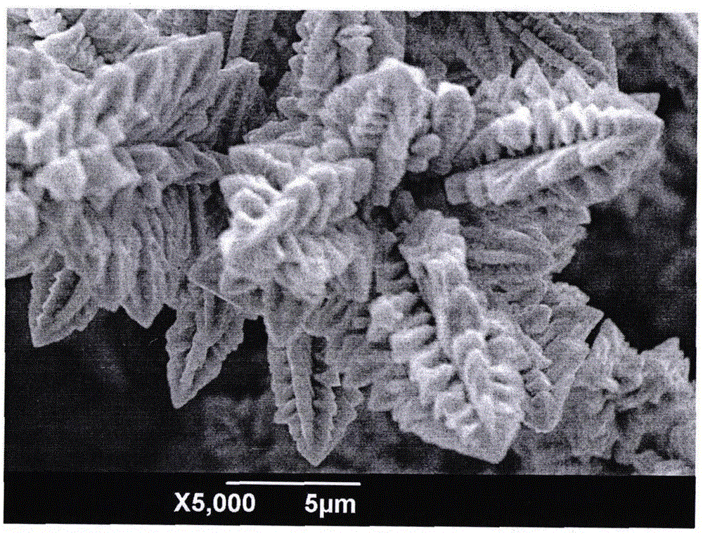 Electrochemical method for preparing super-hydrophobic surface of copper dendritic crystal