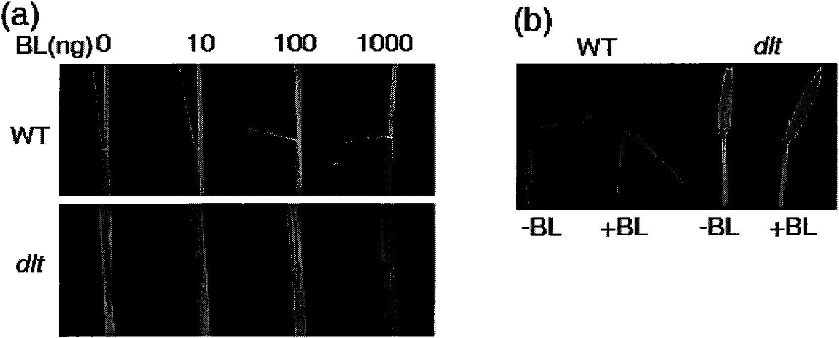 Protein related to plant tillering number and coding gene and application thereof
