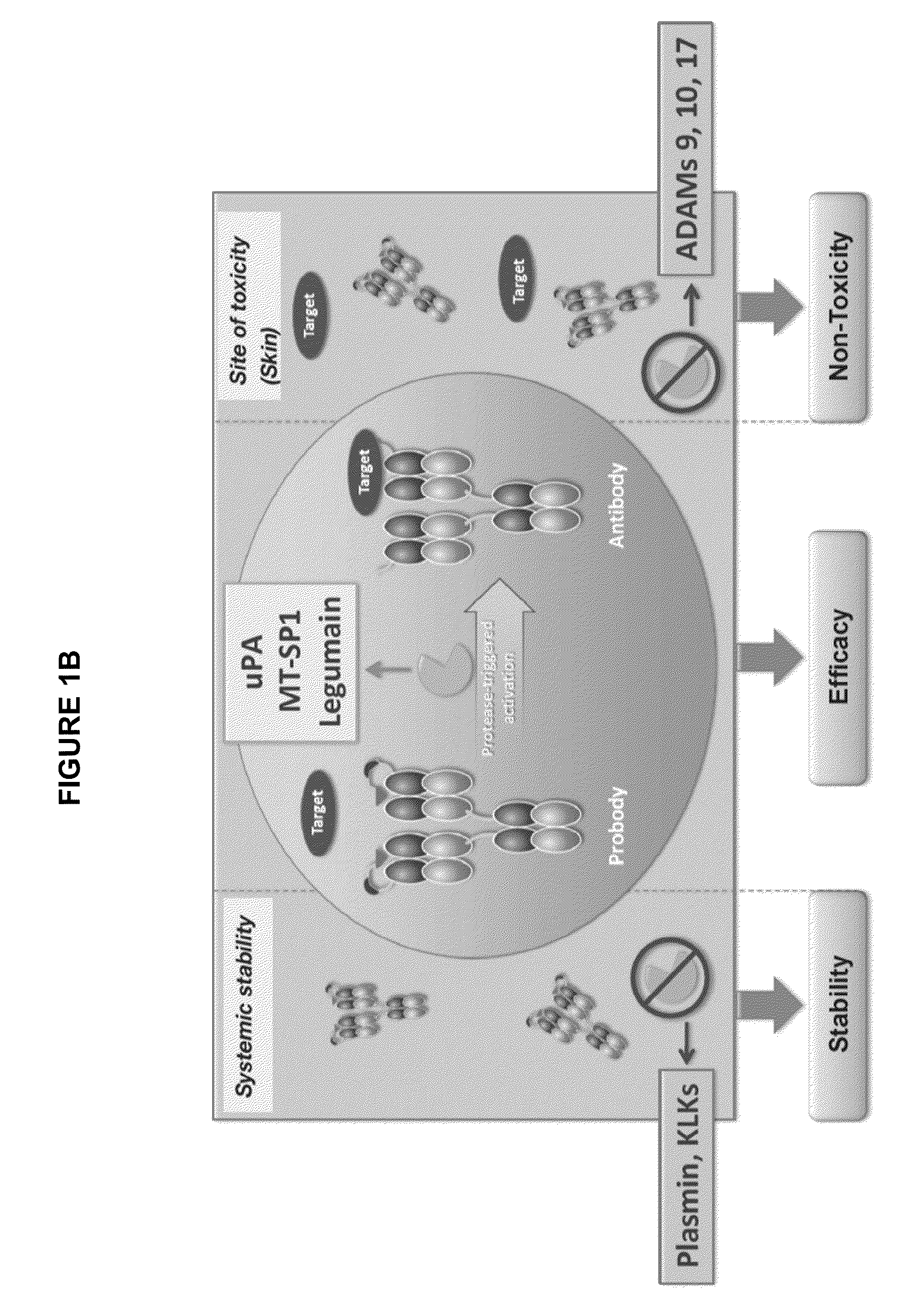 Activatable antibodies that bind epidermal growth factor receptor and methods of use thereof