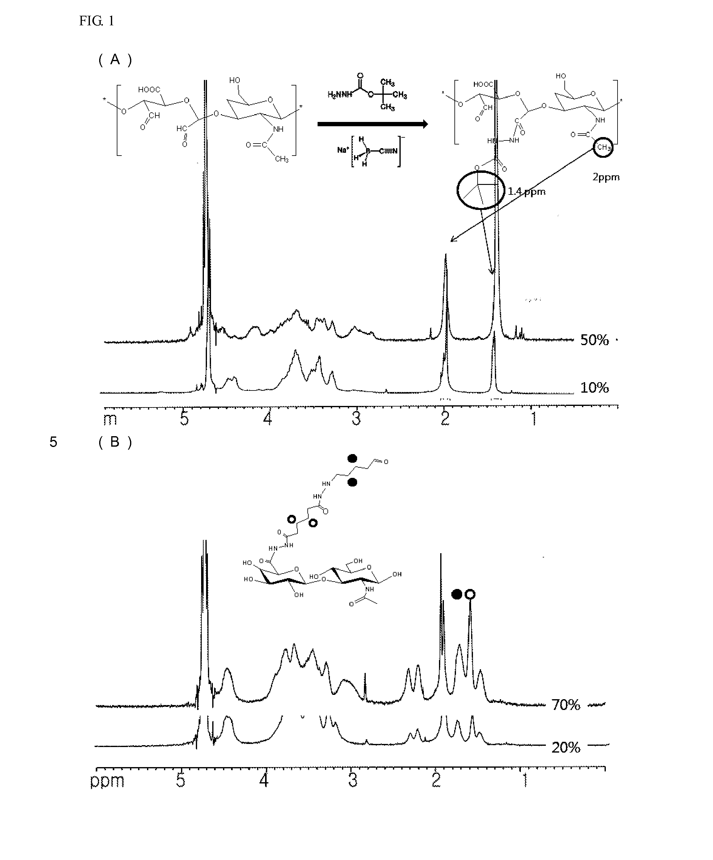 Hyaluronic acid-protein conjugate and method for preparing same