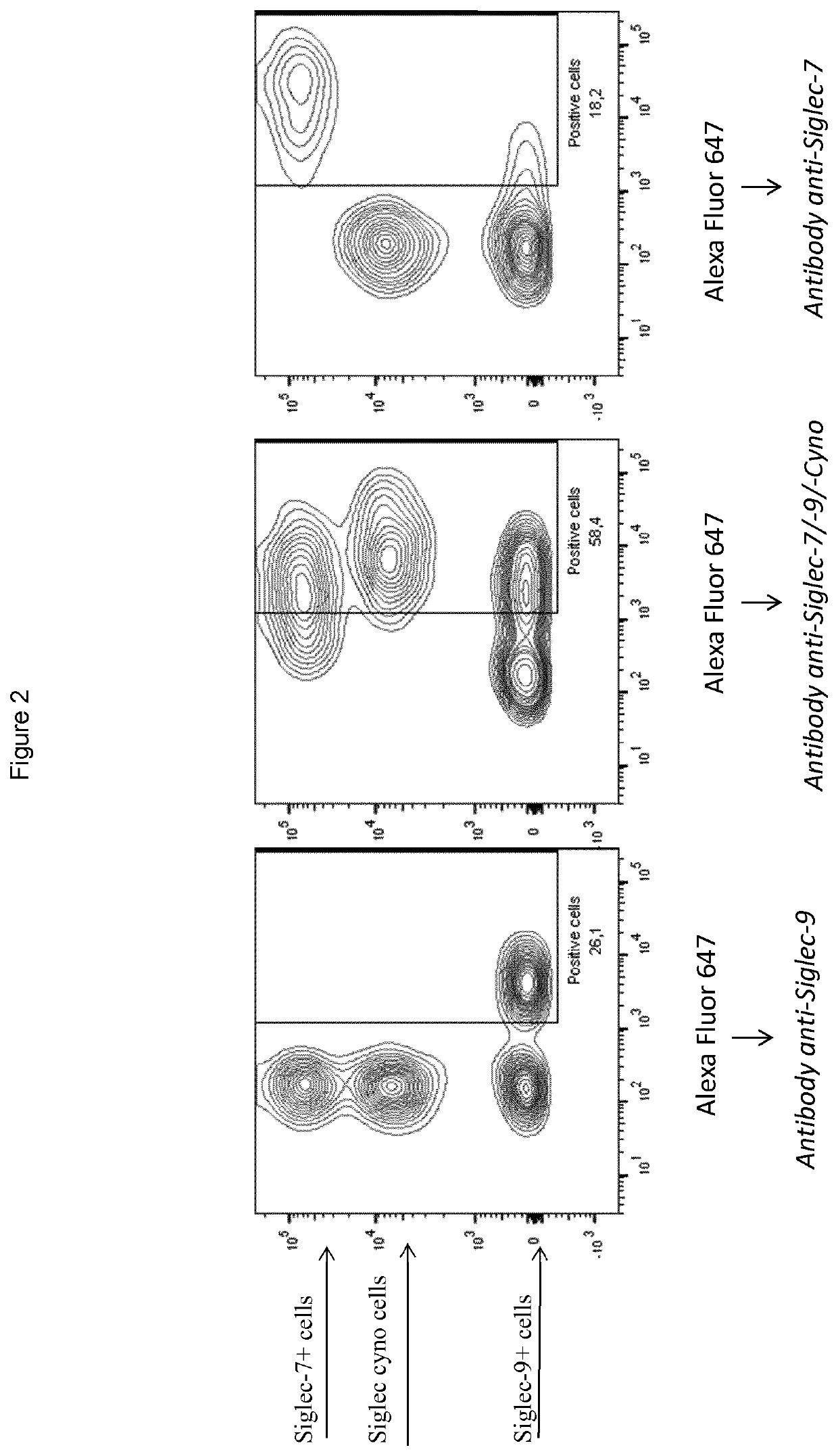 Combination therapy using antibody to human Siglec-9 and antibody to human NKG2A for treating cancer