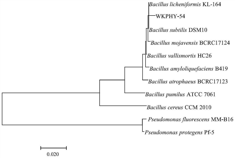 A Bacillus subtilis with dual functions of degrading organophosphate and preventing disease