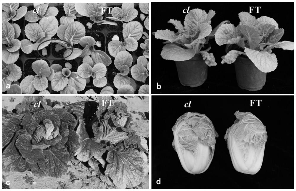 SNP (Single Nucleotide Polymorphism) site related to green-keeping property of Chinese cabbage and application of SNP site