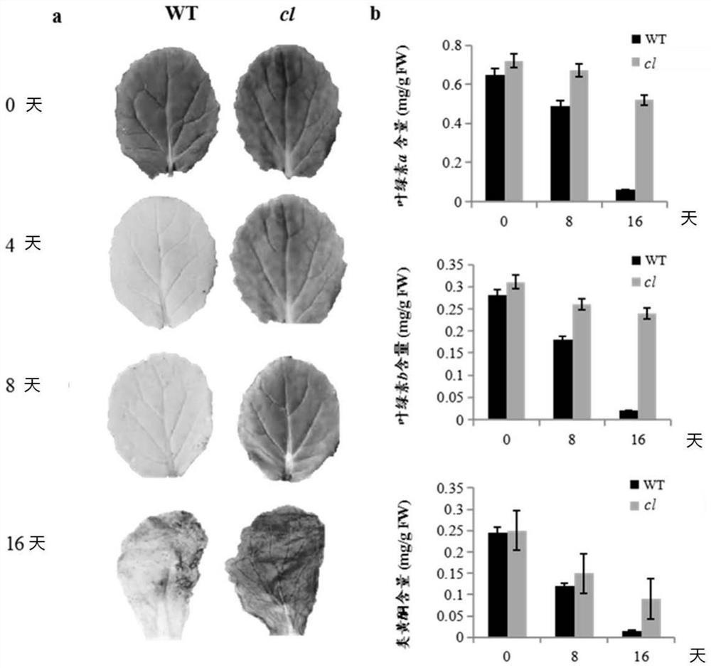 SNP (Single Nucleotide Polymorphism) site related to green-keeping property of Chinese cabbage and application of SNP site