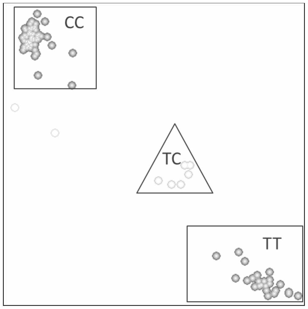 SNP (Single Nucleotide Polymorphism) site related to green-keeping property of Chinese cabbage and application of SNP site