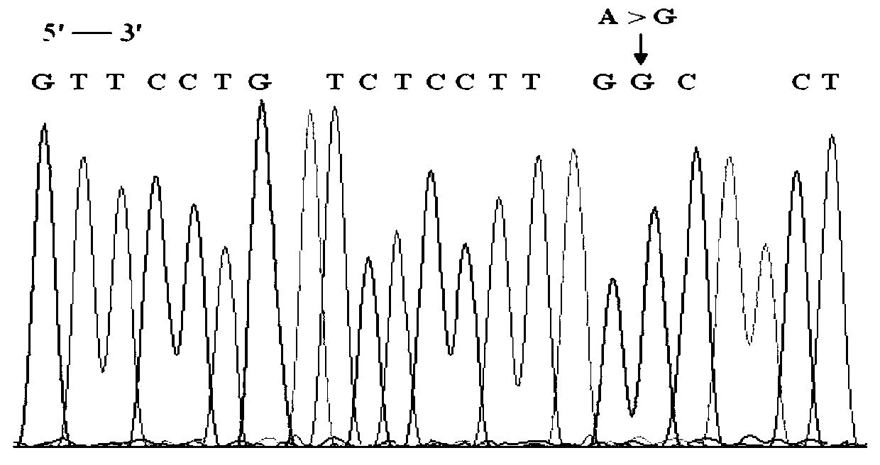 Breast cancer gene ERBB2 locus g.39711928A) G mutant and application thereof