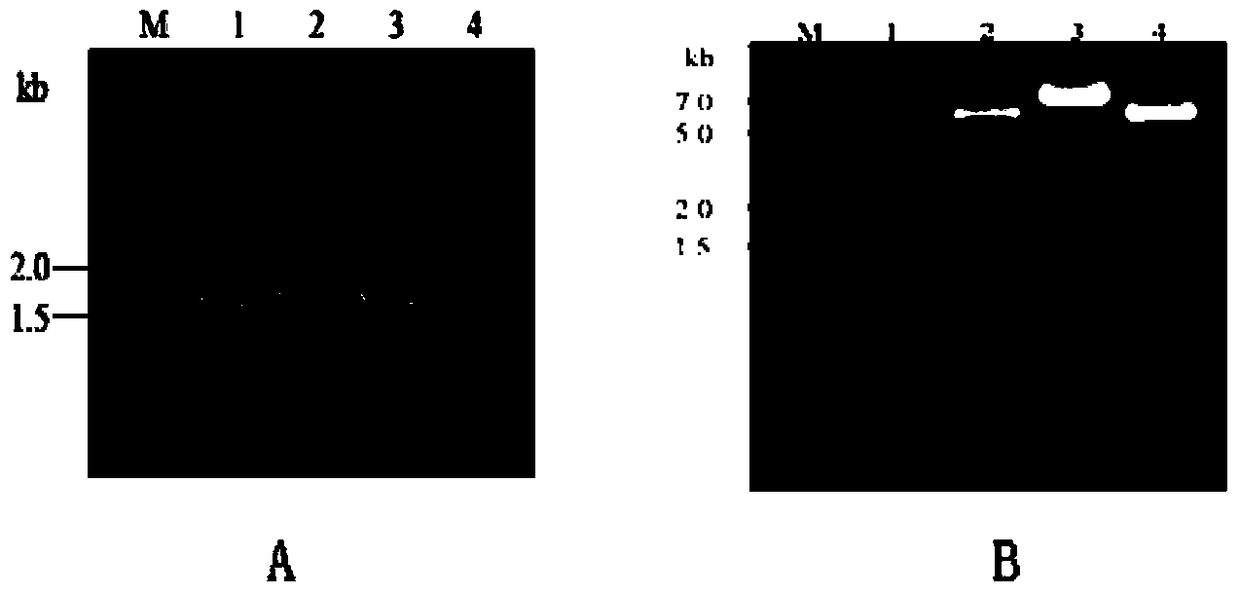 Construction and application of a bacterial strain overexpressing the catalytic subunit of thermotoga maritima acetolactate synthase