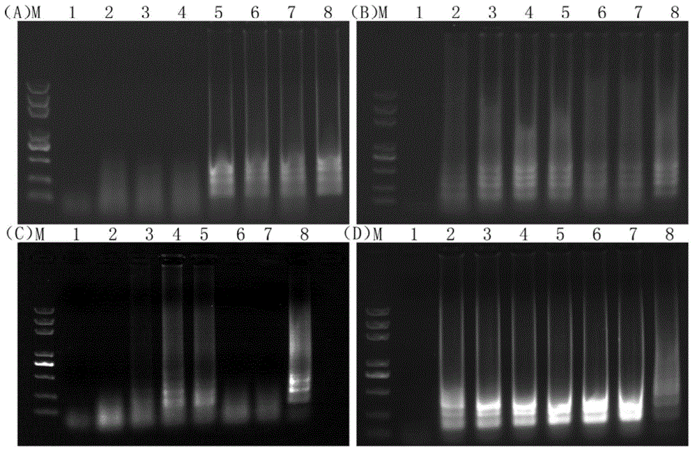 One-step loop-mediated reverse transcription isothermal amplification detection method for soybean mosaic virus