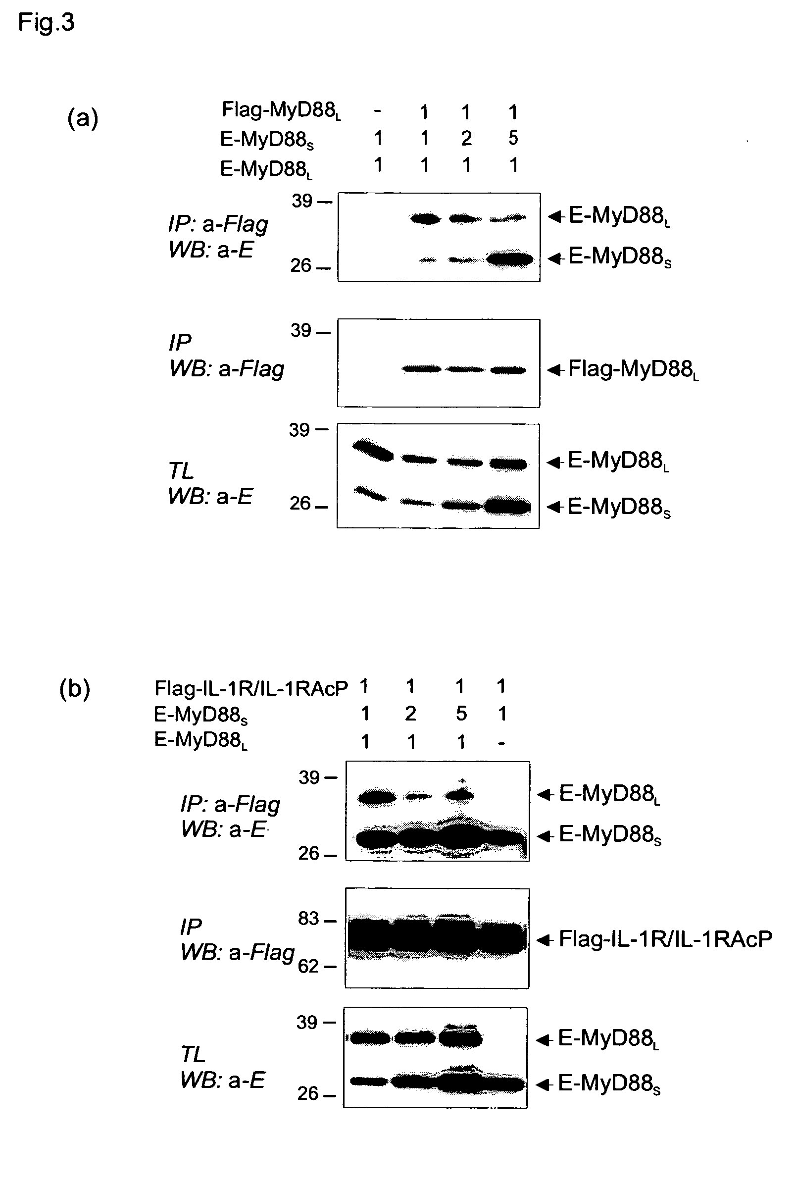Novel splice variant of MyD88 and uses thereof