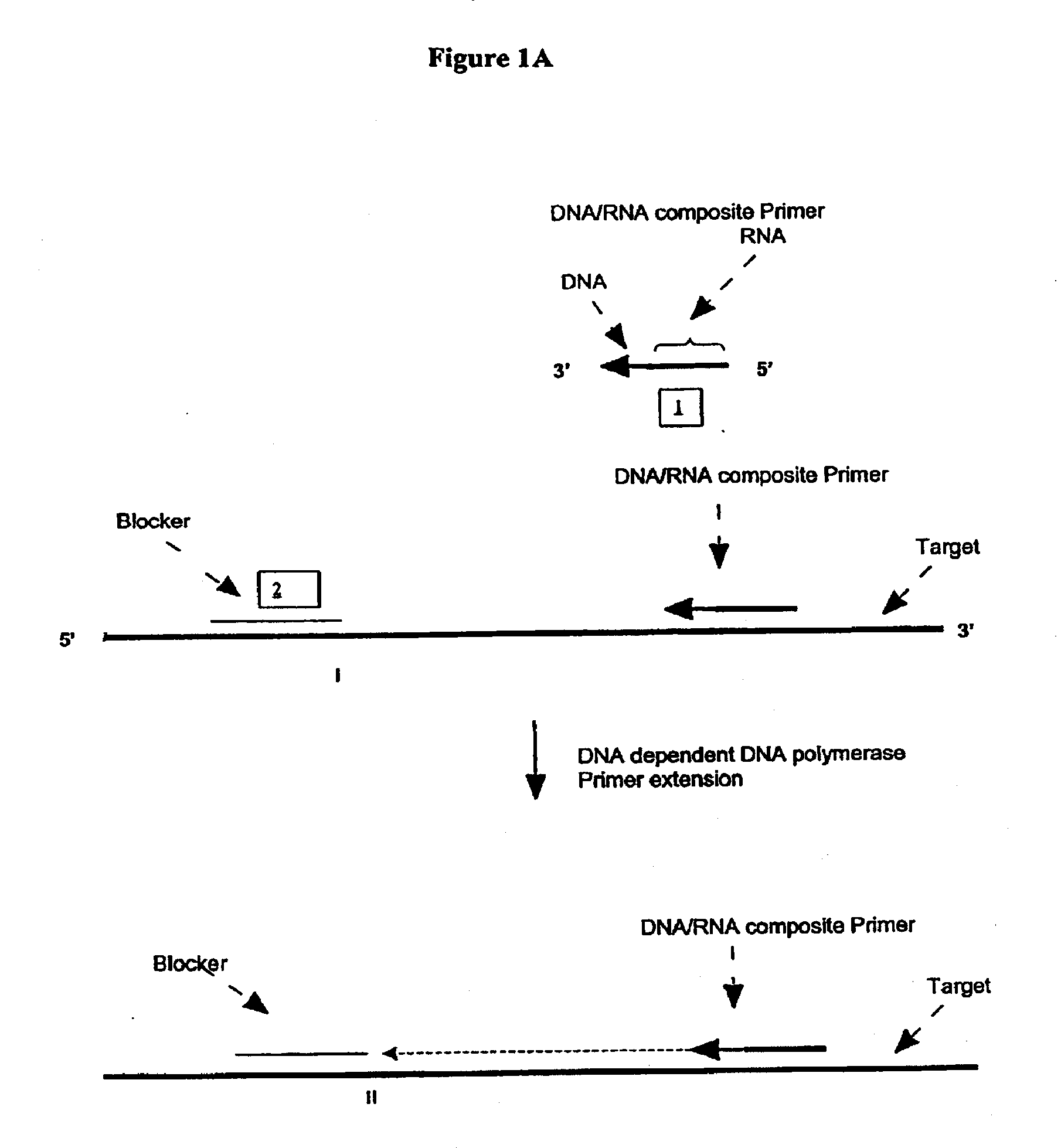 Methods and compositions for transcription-based nucleic acid amplification