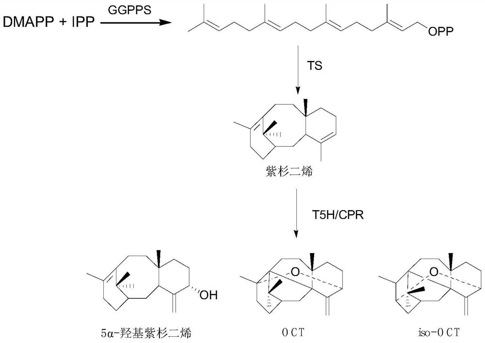 Fusion protein for producing 5[alpha]-hydroxytaxadiene and application of fusion protein