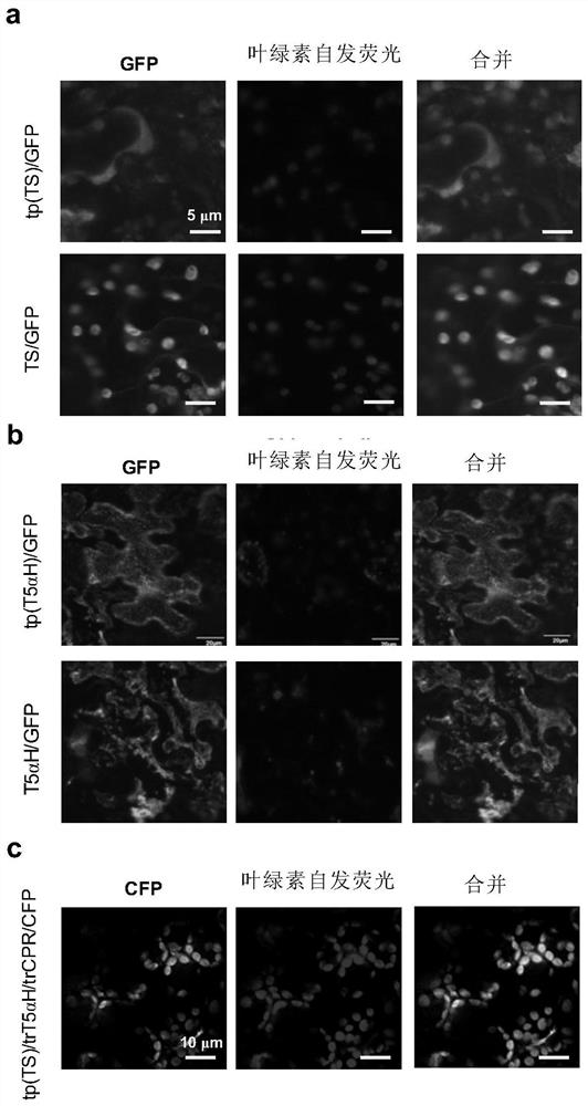 Fusion protein for producing 5[alpha]-hydroxytaxadiene and application of fusion protein